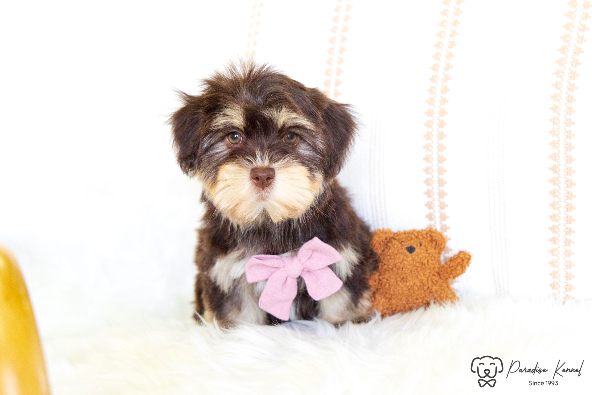Edith (Havanese) Adopted by Holly Hogan