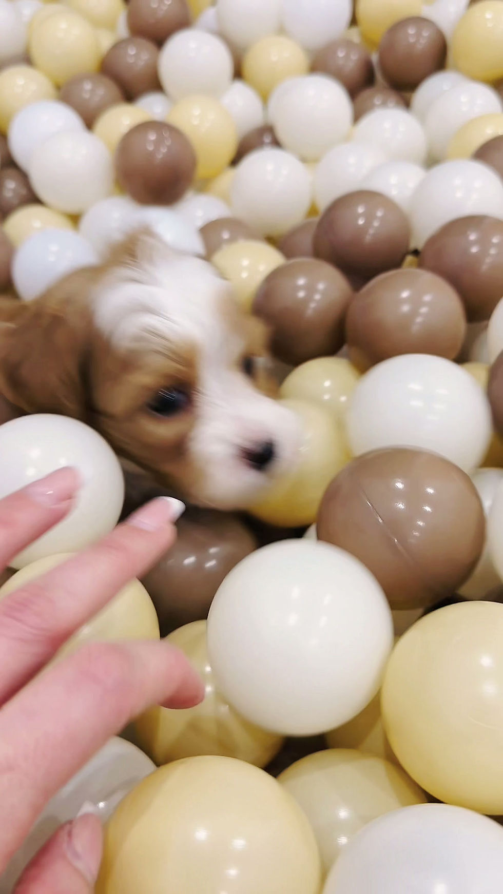 Thumbnail: Niko (Maltipoo) Adopted by Tori Farkas BC