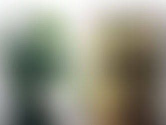 Ginseng Ficus Bonsai