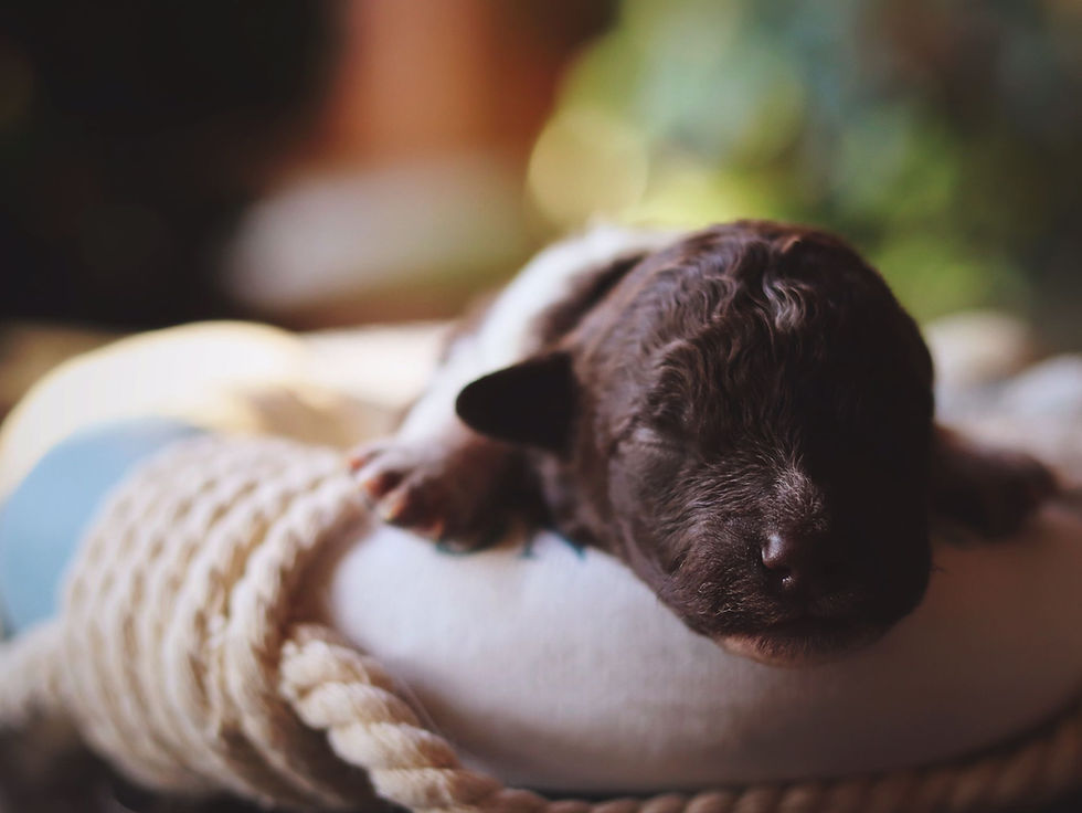 dolce