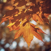 autumn leaves.png