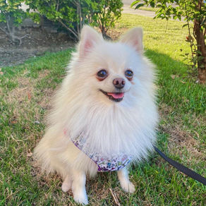How to Help Your Shy Dog Build Confidence
