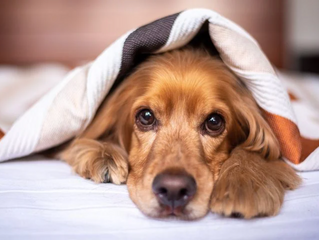 愛犬アーちゃんから得た氣づき