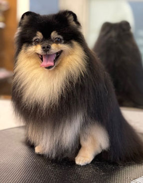 BarberDog -
suņu & kaķu frizētavas — Ķengaragā & Ziepniekkalnā