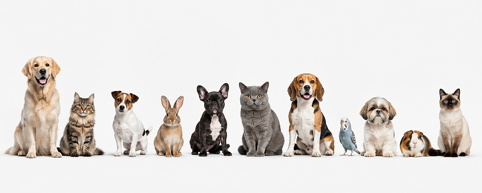 Veterinārārsts Rīgā | mājas vizītes