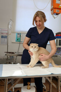 Veterinārā klīnika Ķengaragā