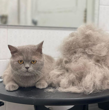 BarberDog -
suņu & kaķu frizētavas — Ķengaragā & Ziepniekkalnā