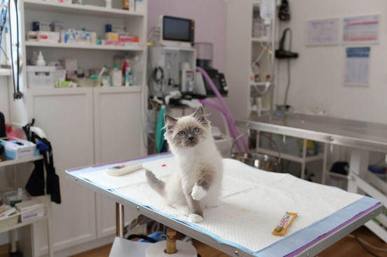 Veterinārā klīnika Ķengaragā