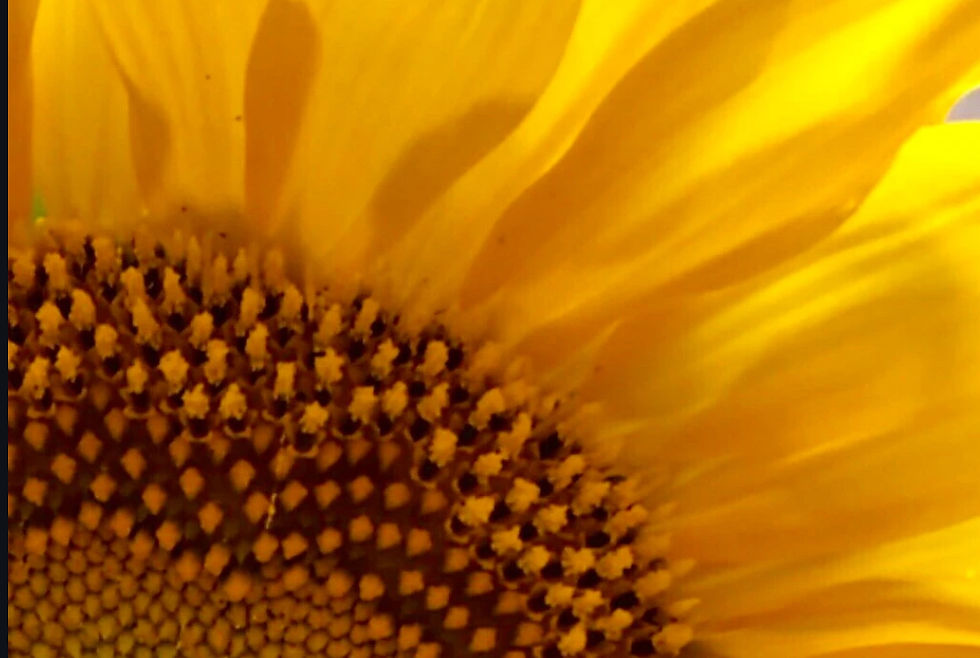 Mind Gardening matters