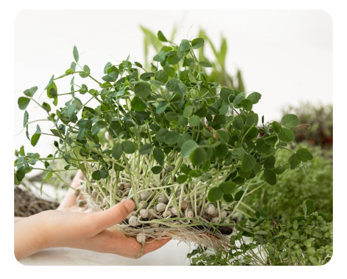 1.5 oz Pea - Afila Tendril