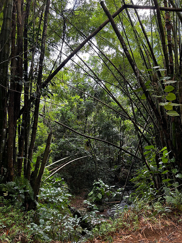 El Yunque Rainforest Bamboos