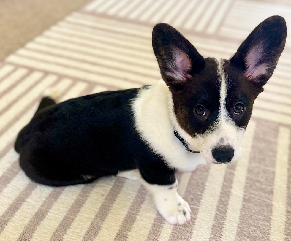 Panda 2.5 months