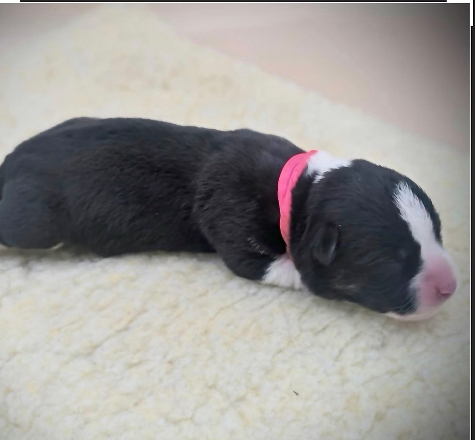 Gwen Newborn