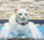 neko03.jpg
