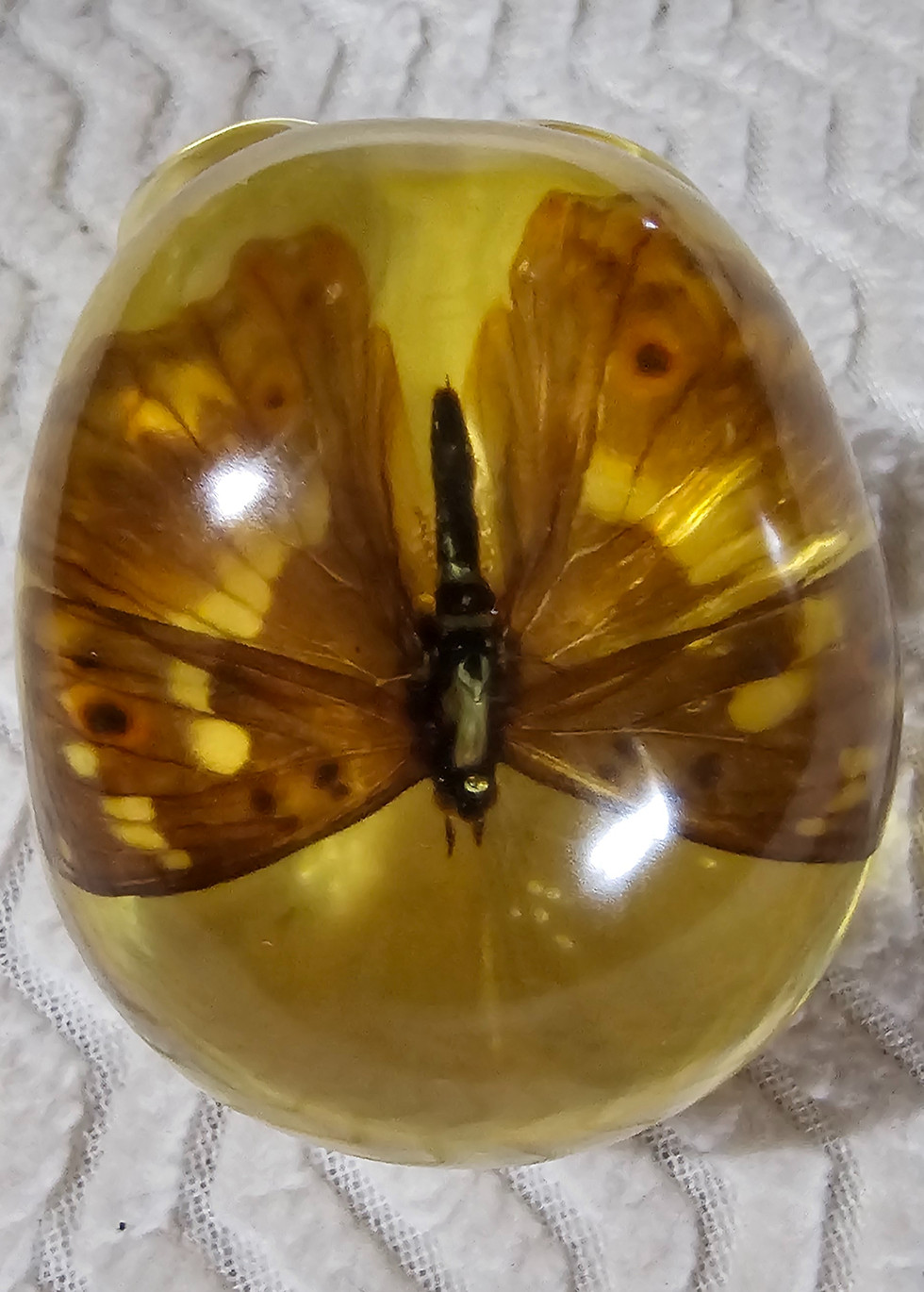Thumbnail: Skull with real butterfly
