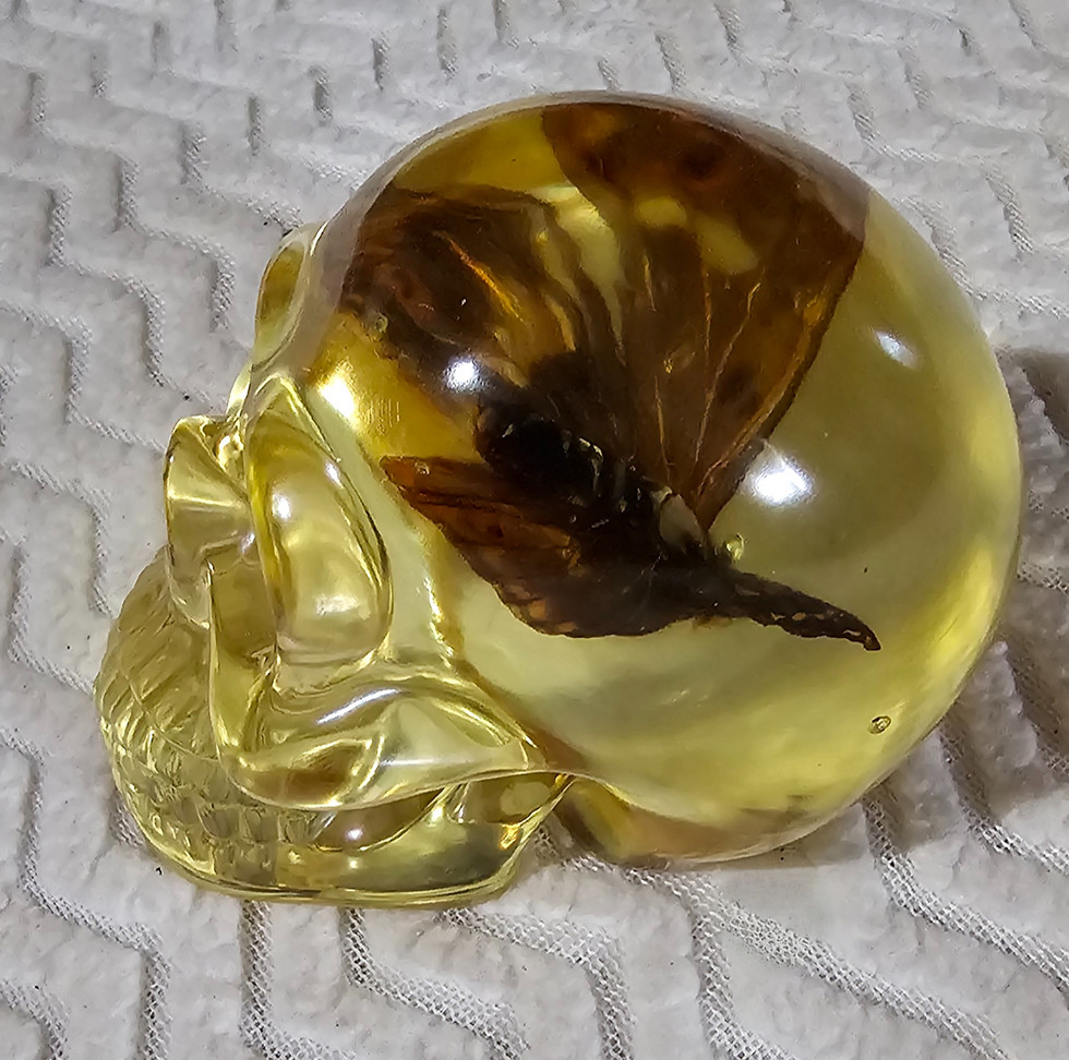Thumbnail: Skull with real butterfly