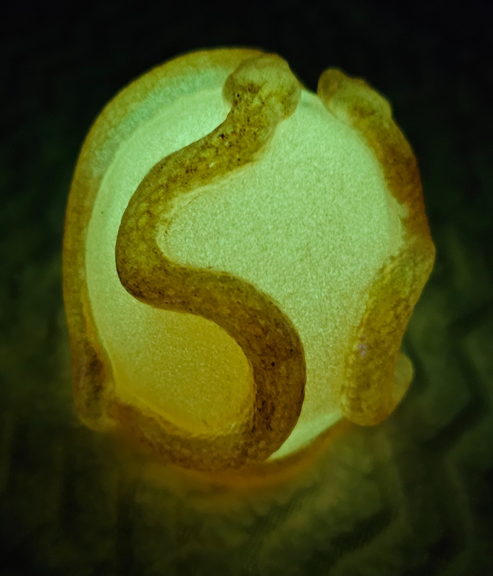 Thumbnail: Skull with chameleon colored snakes and glow in the dark (each sold separate)