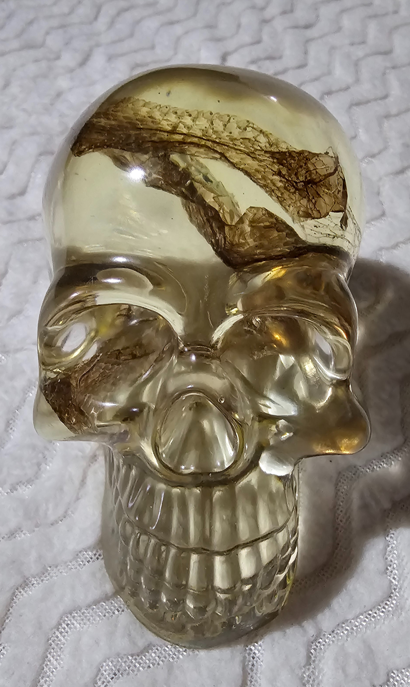 Skull unique, one of a kind with full snake skin shed