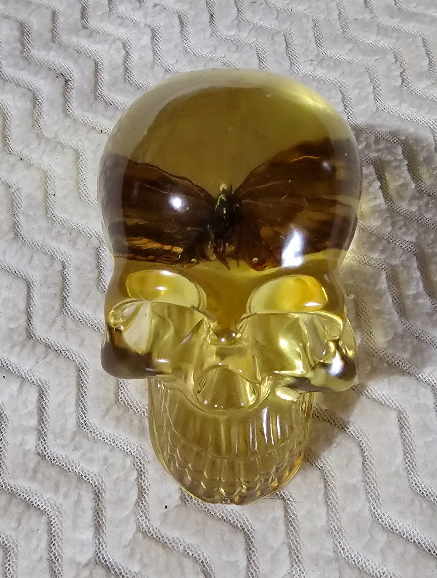 Skull with real butterfly