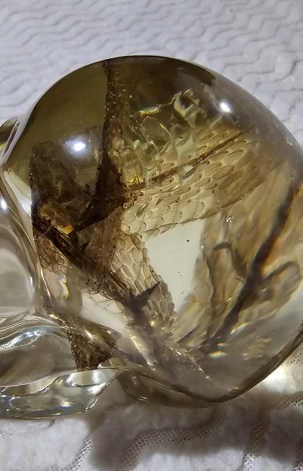 Thumbnail: Skull unique, one of a kind with full snake skin shed