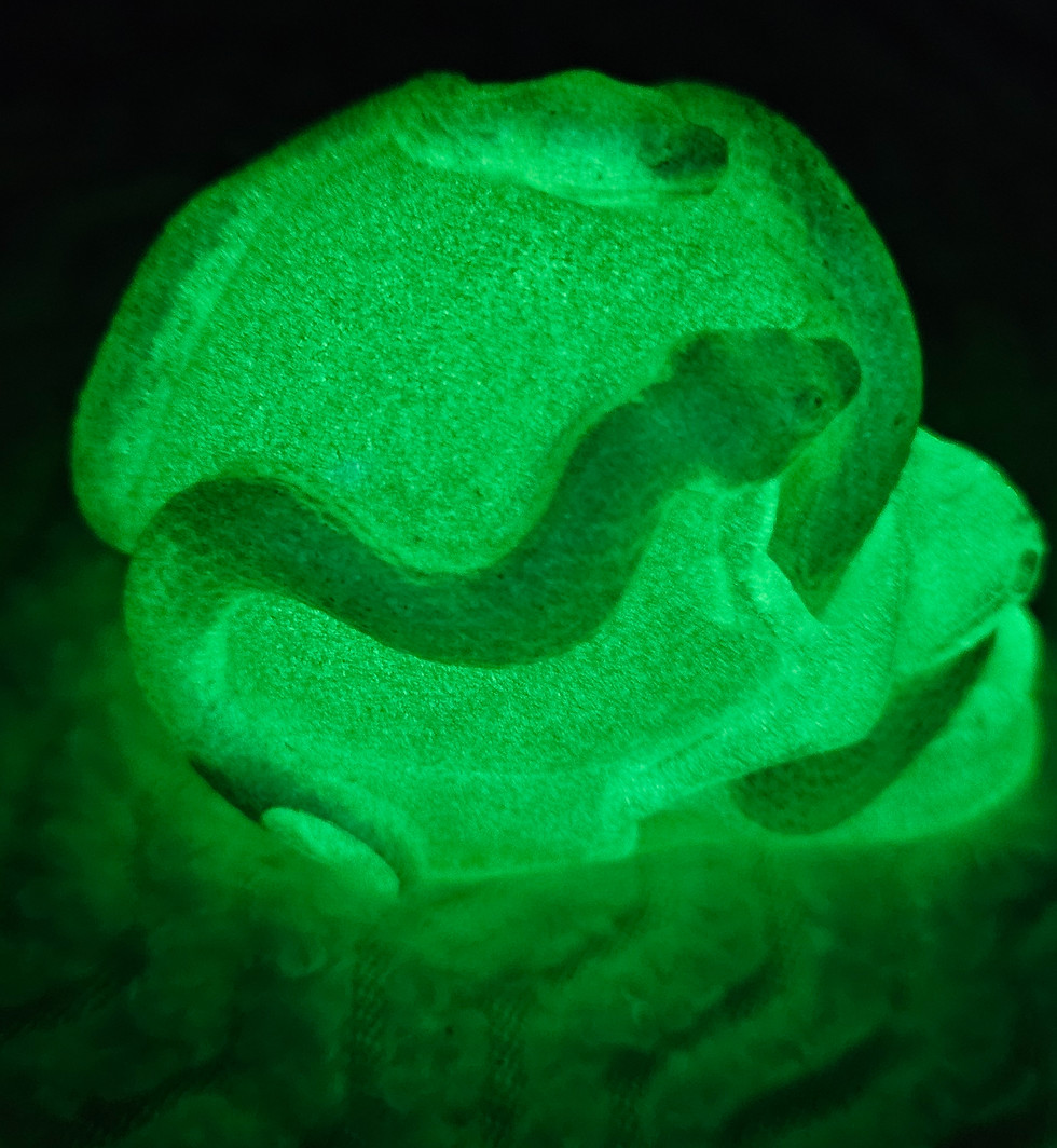Thumbnail: Skull with chameleon colored snakes and glow in the dark (each sold separate)