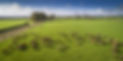 Our jersey herd roam freely on our farm, living a care free life
