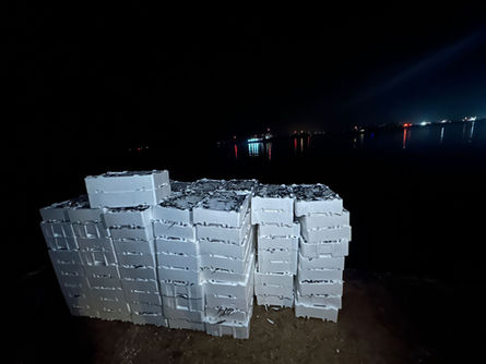 1 ton 300 kilo istavrite el konuldu