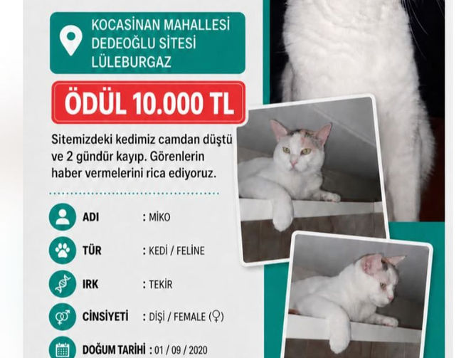 Kayıp Miko aranıyor!