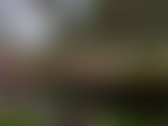 Longoz ormanlarında ilkbahar havası!