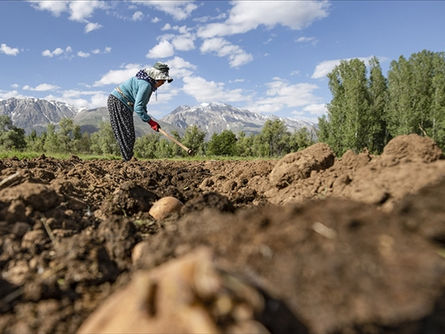 Çiftçilere 3,3 milyar lira destek ödemesi bugün yapılacak
