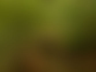 Istranca ormanlarında doğa yürüyüşü