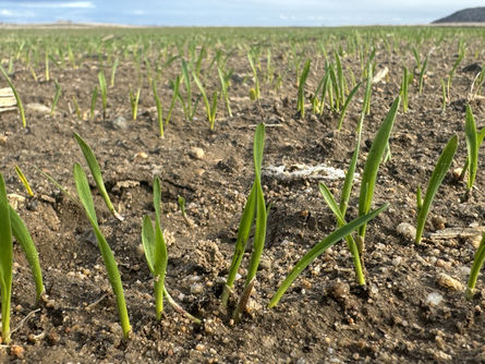 Son yağışlar ilaç gibi geldi