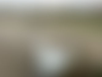 Derenin rengi değişti