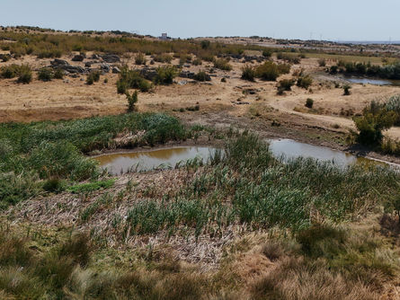 Sazlık Göleti kuruma noktasında!