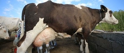 Günlük bin ton süt!