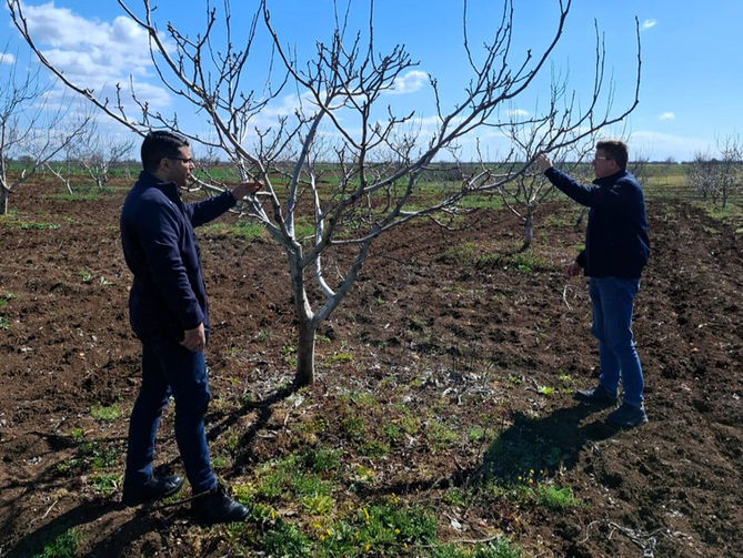 Ceviz bahçelerine fenolojik inceleme