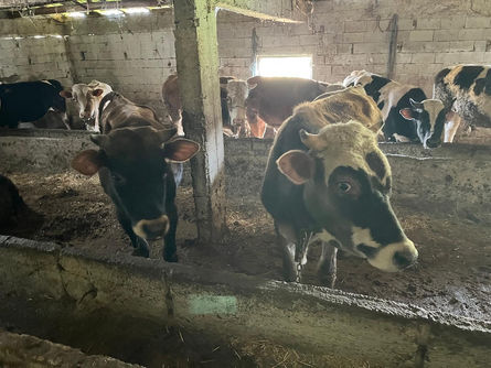 Kaçak hayvana geçit yok!