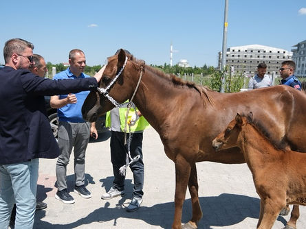 Başıboş atlar toplanmaya başlandı