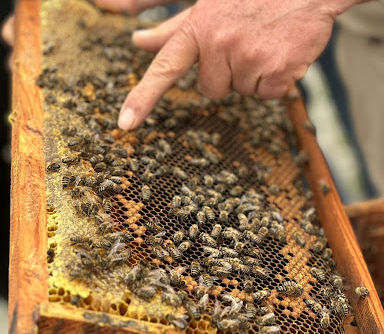 Arıcılık kursu başlıyor