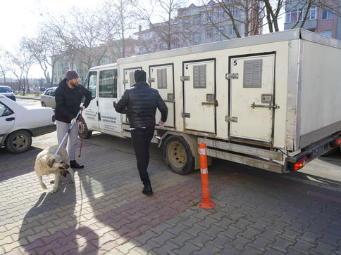 Sahipsiz köpek dehşeti!