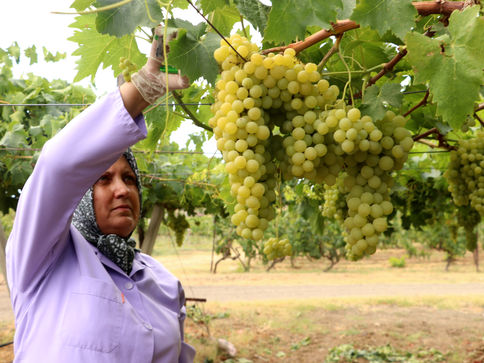 Tescilli üzümde hasat başladı