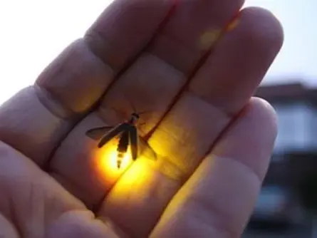 Ateş Böceği Festivali düzenlenecek