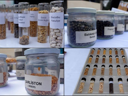 Ata tohumları Tarım Kredi marketlerde satılacak