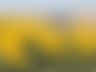 "Gündöndü" tarlaları sürücülere renkli rota sunuyor