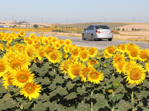 "Gündöndü" tarlaları sürücülere renkli rota sunuyor