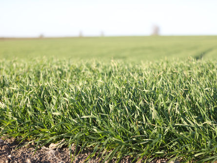 Buğday erken uyandı!