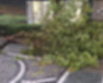 ree
