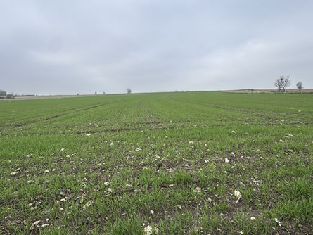 Buğday ekim mesaisi sürüyor