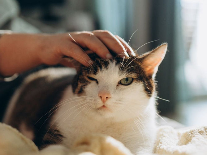 Kedilerden kansere umut!