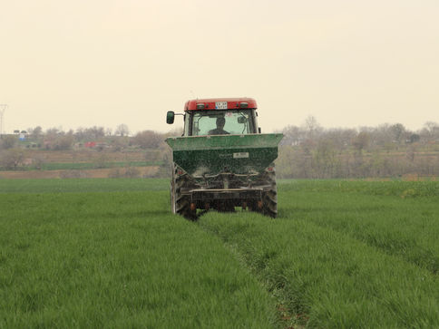 Buğdayda sıcaklık tehlikesi